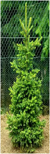     Picea abies 'Will's Zwerg'